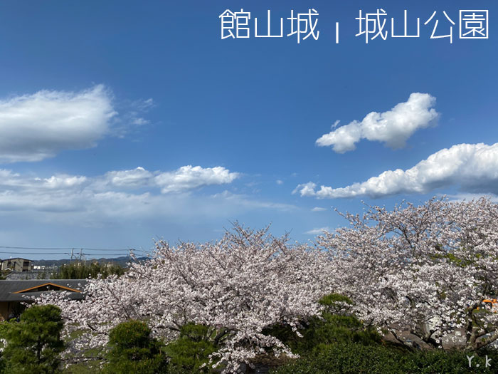 館山城桜満開